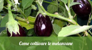 Come Coltivare Le Melanzane Orto